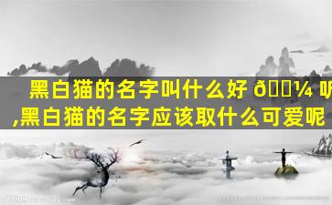 黑白猫的名字叫什么好 🌼 听,黑白猫的名字应该取什么可爱呢